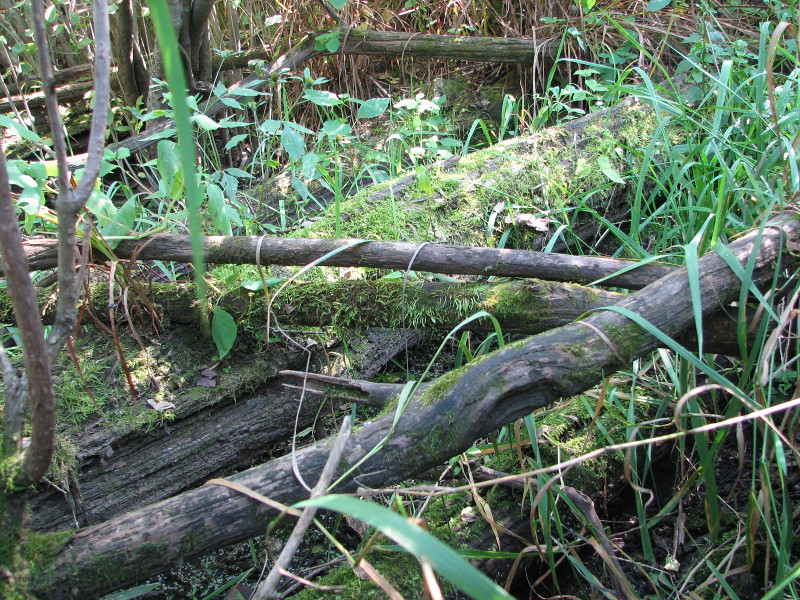 Woody debris on the ground creates foraging sites where amphibians can find food and also provides protection from the heat of summer and cold of winter. Woody debris on the ground creates foraging sites where amphibians can find food and also provides protection from the heat of summer and cold of winter. Credit: Betsy Leppo